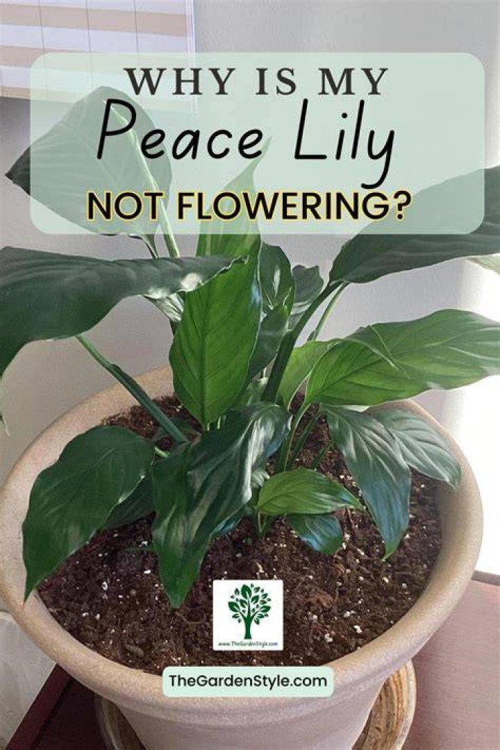 Why has my lily not flowered