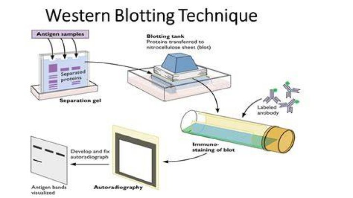 Why is blotting done