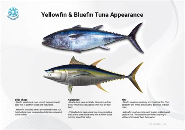 Why is bluefin tuna valuable