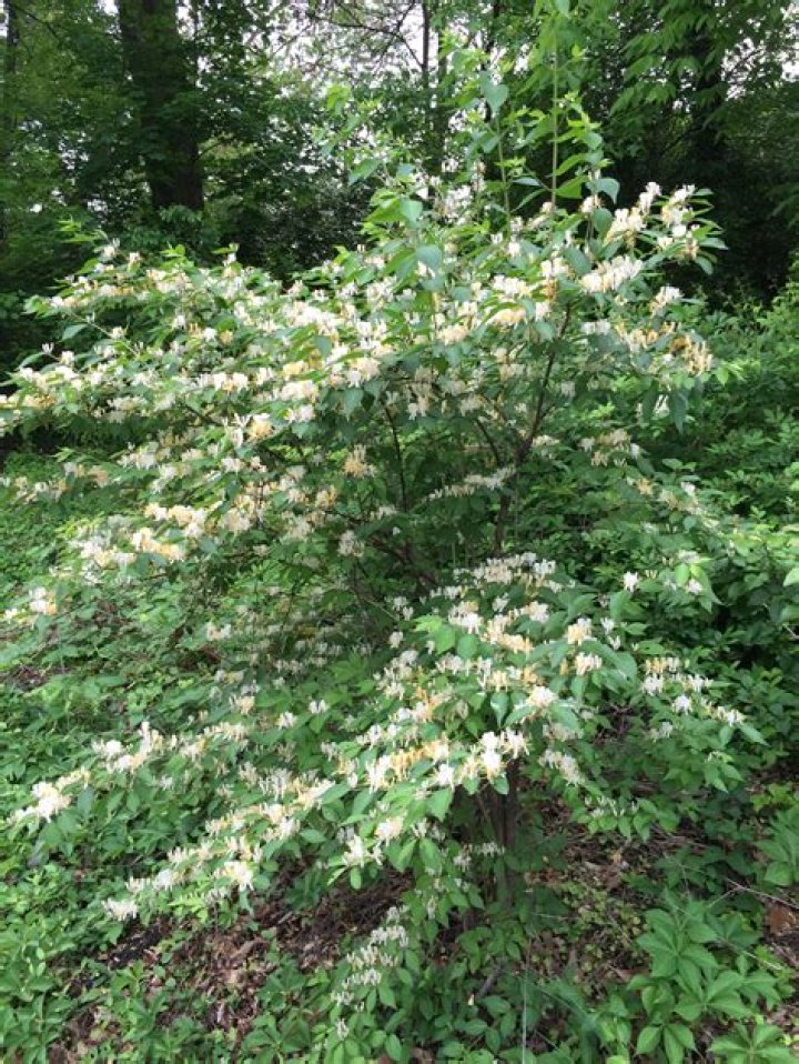 Why is Bush honeysuckle bad
