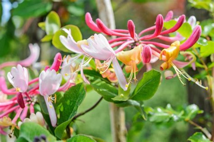 Why is honeysuckle a problem