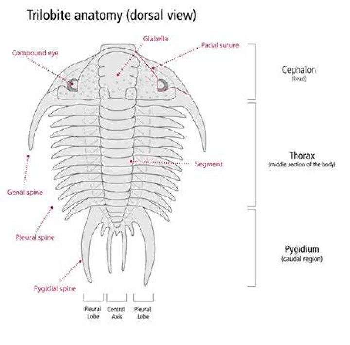 Why is it called a trilobite