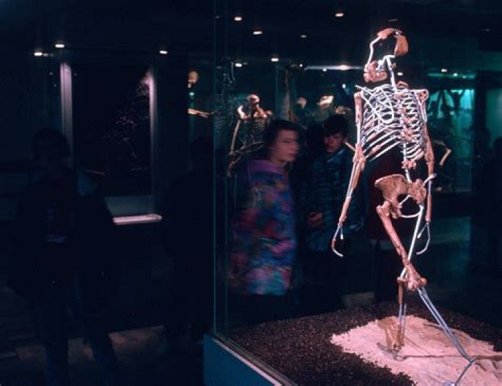 Why is Lucy skeleton famous