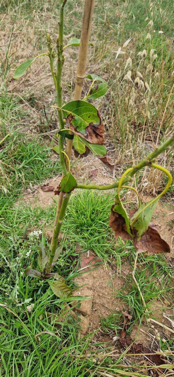 Why is my avocado tree dying