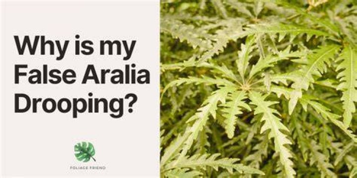 Why is my false aralia dying