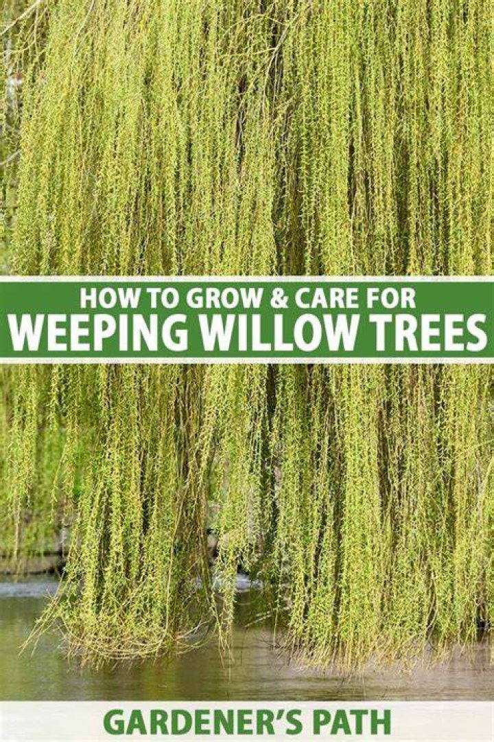 Why is my globe willow dying