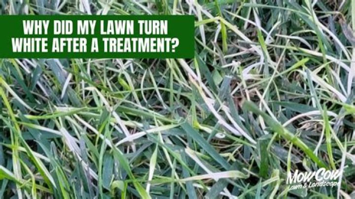Why is my grass turning blue