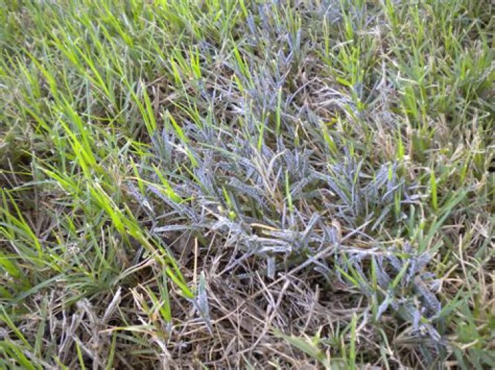 Why is my grass turning gray