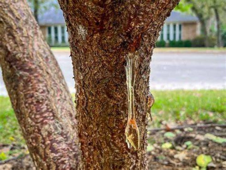 Why is my tree leaking water