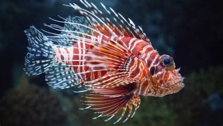 Why is the lionfish invasive