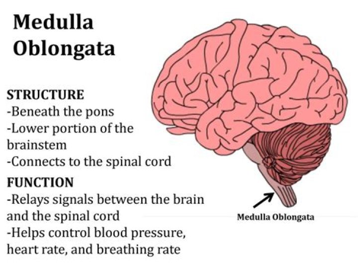 Why is the medulla important