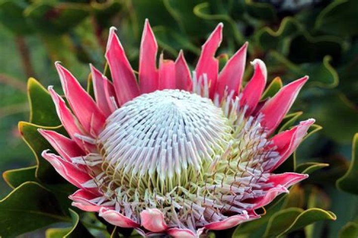 Why is the protea so special