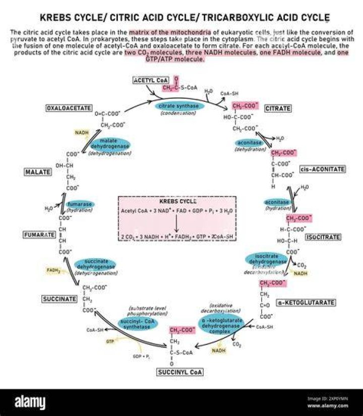 Why Kreb cycle is called TCA cycle