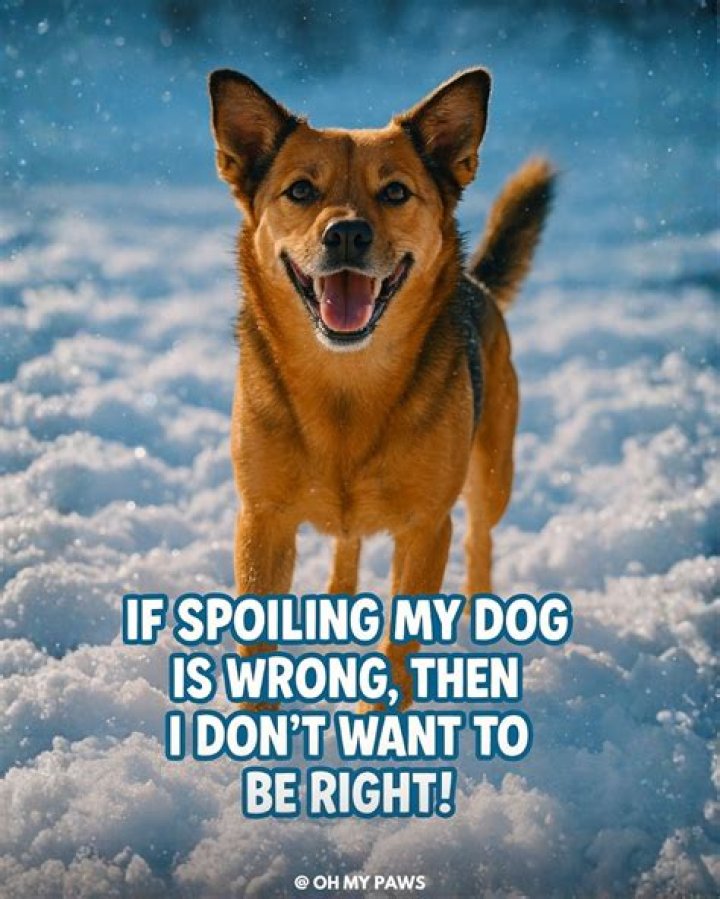 Why spoiling your dog is bad