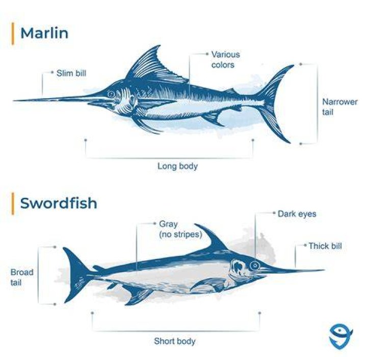 Why swordfish is bad for you