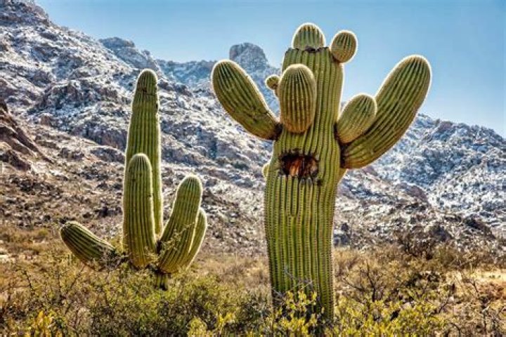Why would a cactus collapse
