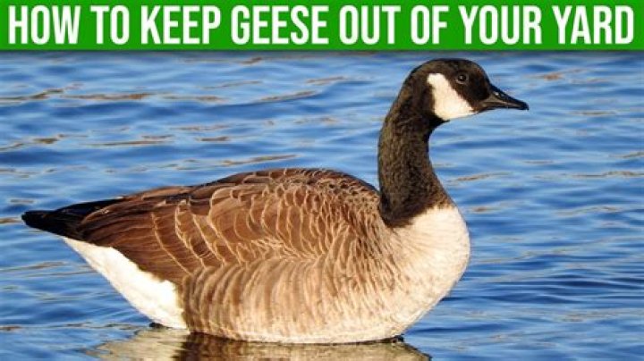 Will a swan keep geese away
