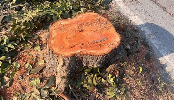 Will an eye bolt kill a tree