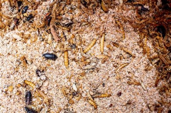 Will birds eat dead insects