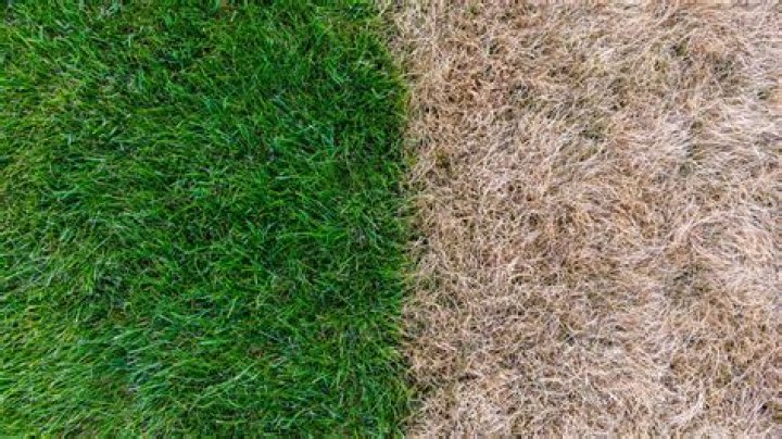 Will cornmeal hurt my grass