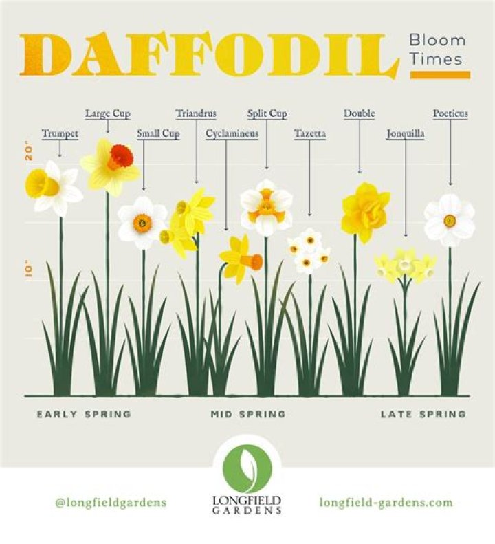 Will daffodils grow in Texas