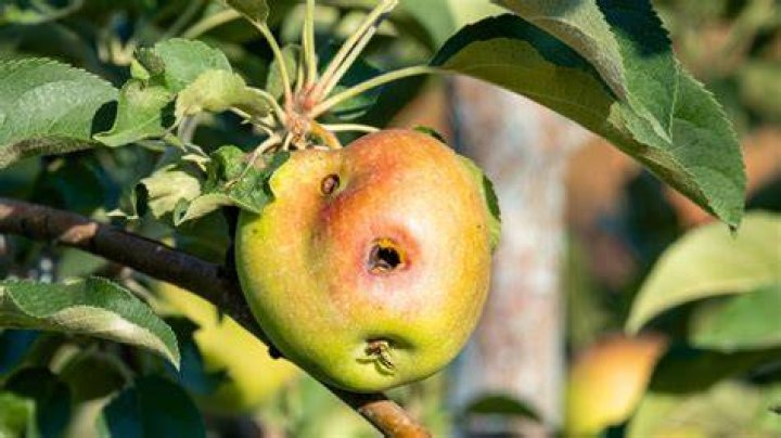 Will deer damage apple trees