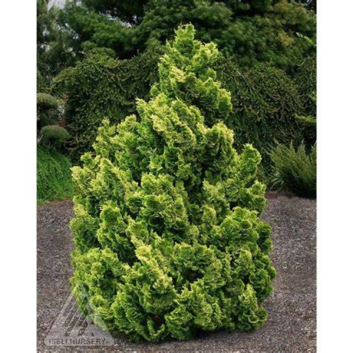 Will deer eat hinoki cypress