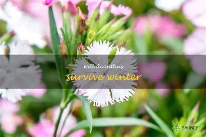 Will dianthus survive winter
