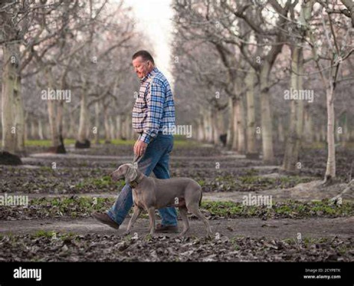 Will one walnut hurt my dog
