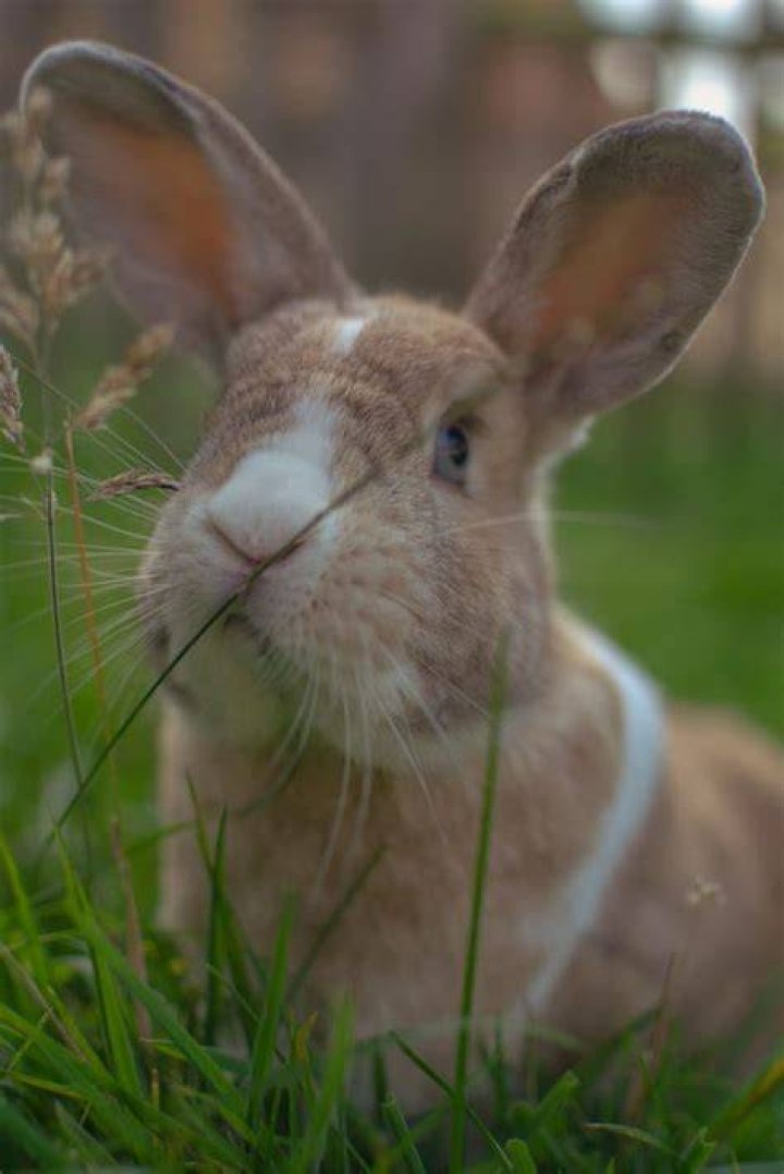 Will rabbits eat hollyhocks