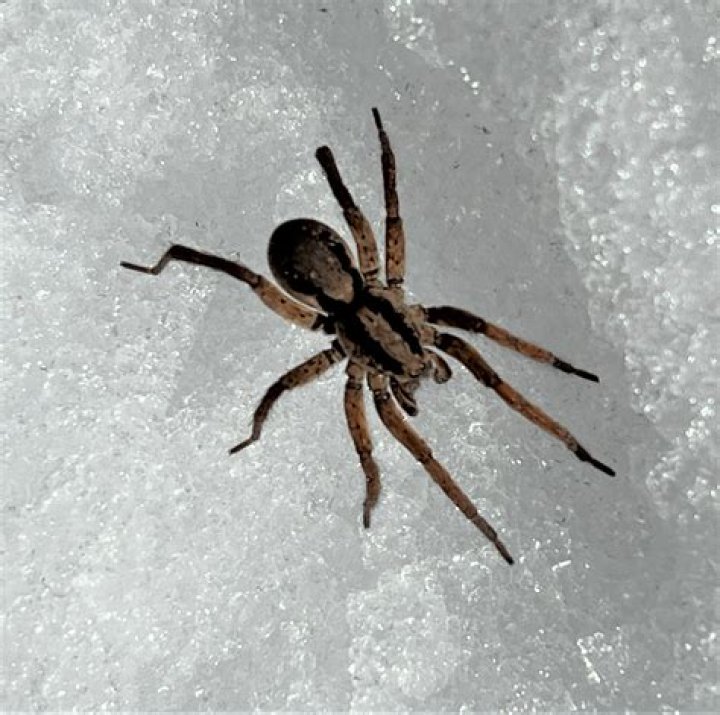 Will salt keep spiders away